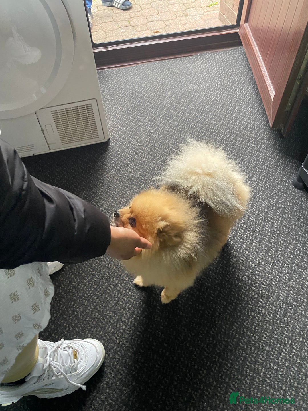 Pomeranian dogs for sale: EXTRA SMALL POMERANIAN PUPPIES  - Advert 33