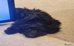 Cockapoo dogs for sale: 1 year old male cockapoo - Advert 5