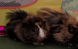 Guinea Pig rodents for sale: Guinea pig boys long haired - Image 2