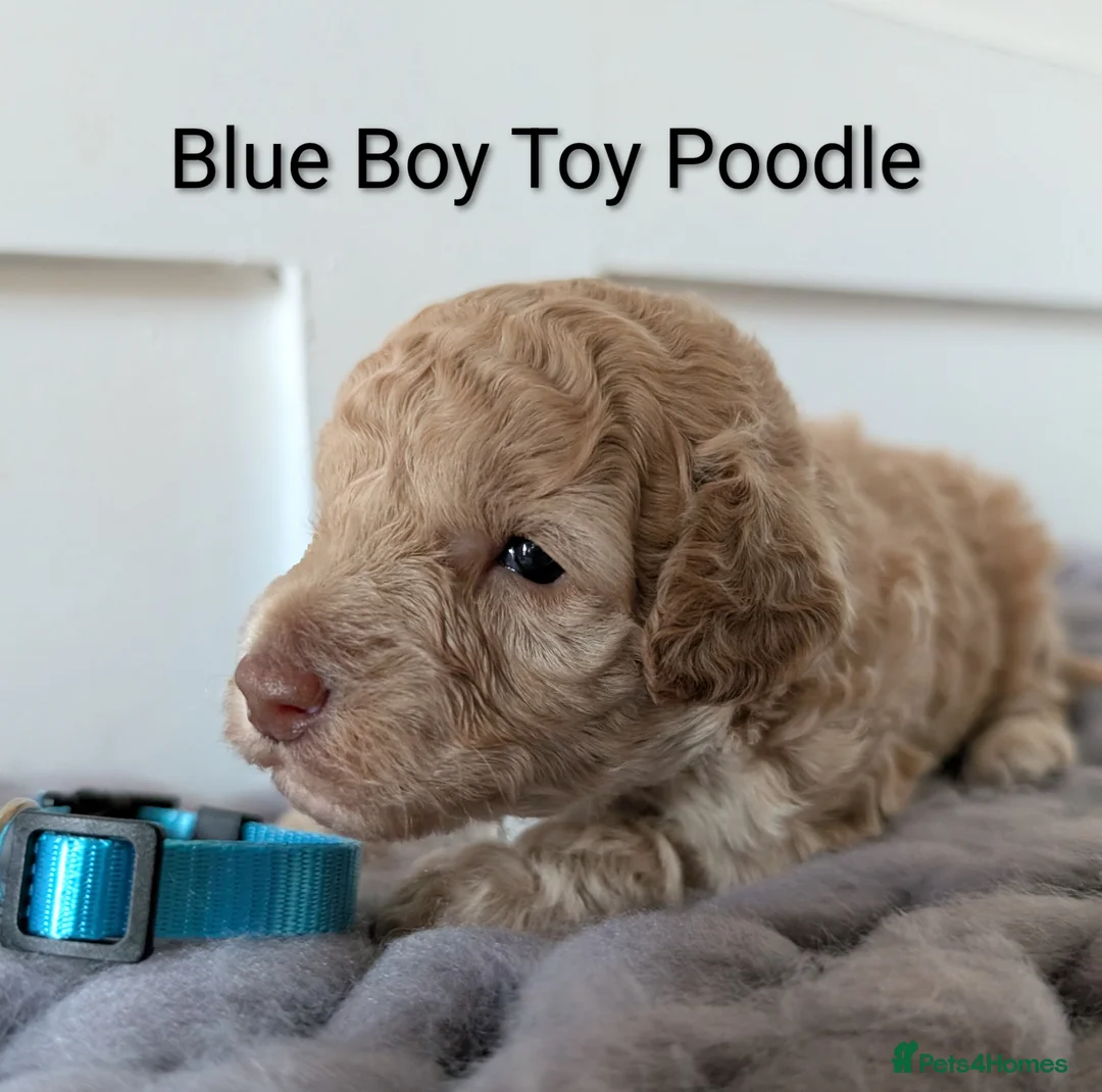 Toy Poodle dogs for sale: Stunning KC Reg Toy Poodle Puppies  - Advert 1