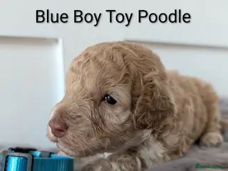 Toy Poodle dogs Stunning KC Reg Toy Poodle Puppies - Advert 4