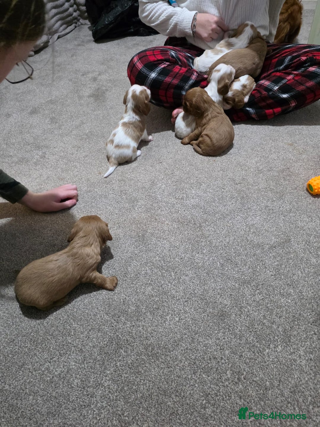 Cavalier King Charles Spaniel dogs for sale: Cavalier king charles puppies  - Advert 25