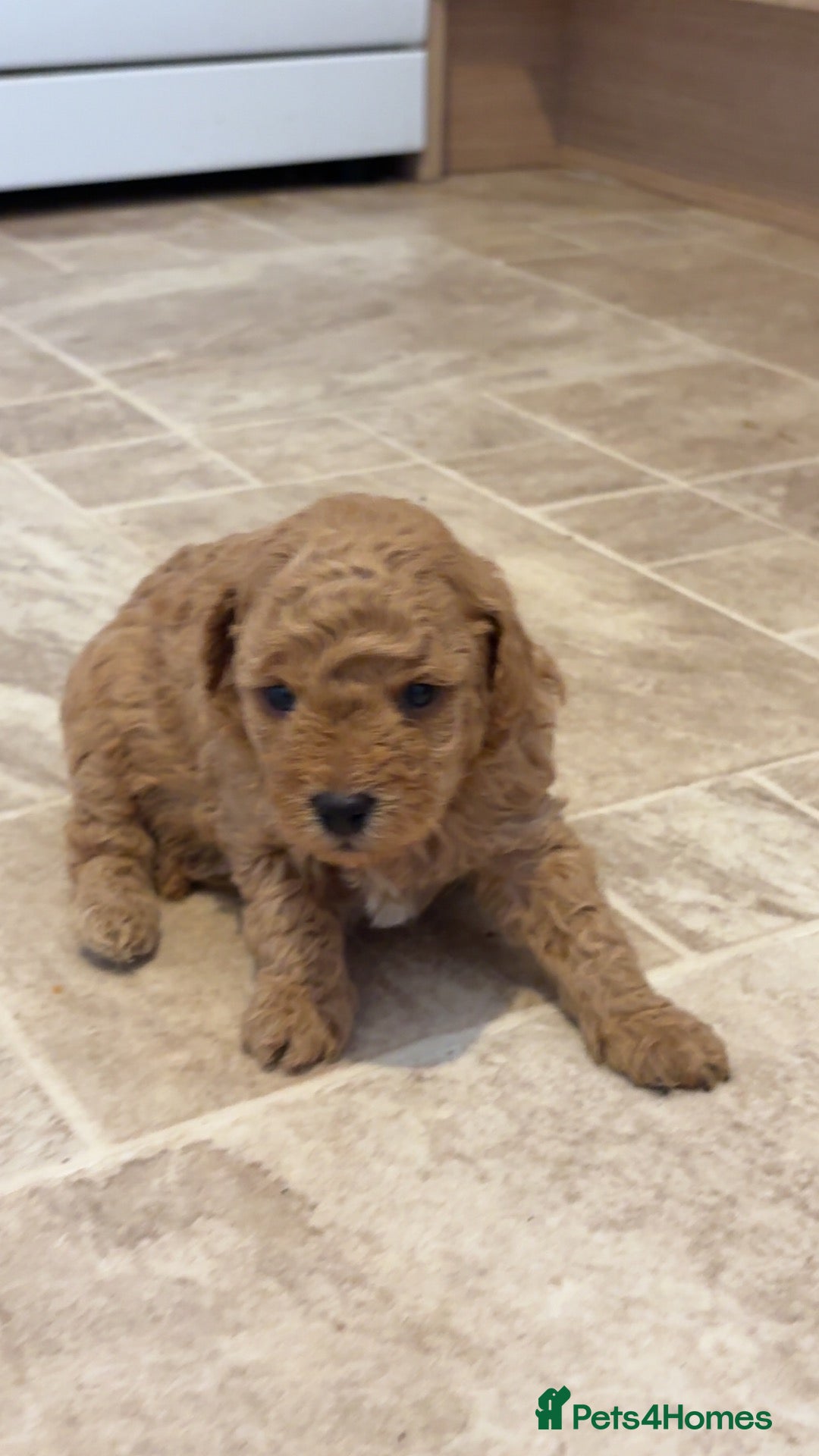 Poochon dogs for sale: Tiny adorable poochon/Dad red toy poodle  - Advert 1