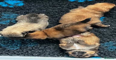 Pomeranian dogs Gorgeous Pomeranian Puppies, 2 Boys and 2 Girls - Advert 7