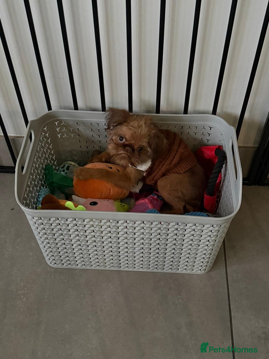 Griffon Bruxellois dogs for sale: Cute Female Griffon  - Advert 6