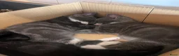 Mixed Breed cats for sale:     Beautiful Kittens Ready To Leave  - Advert 6
