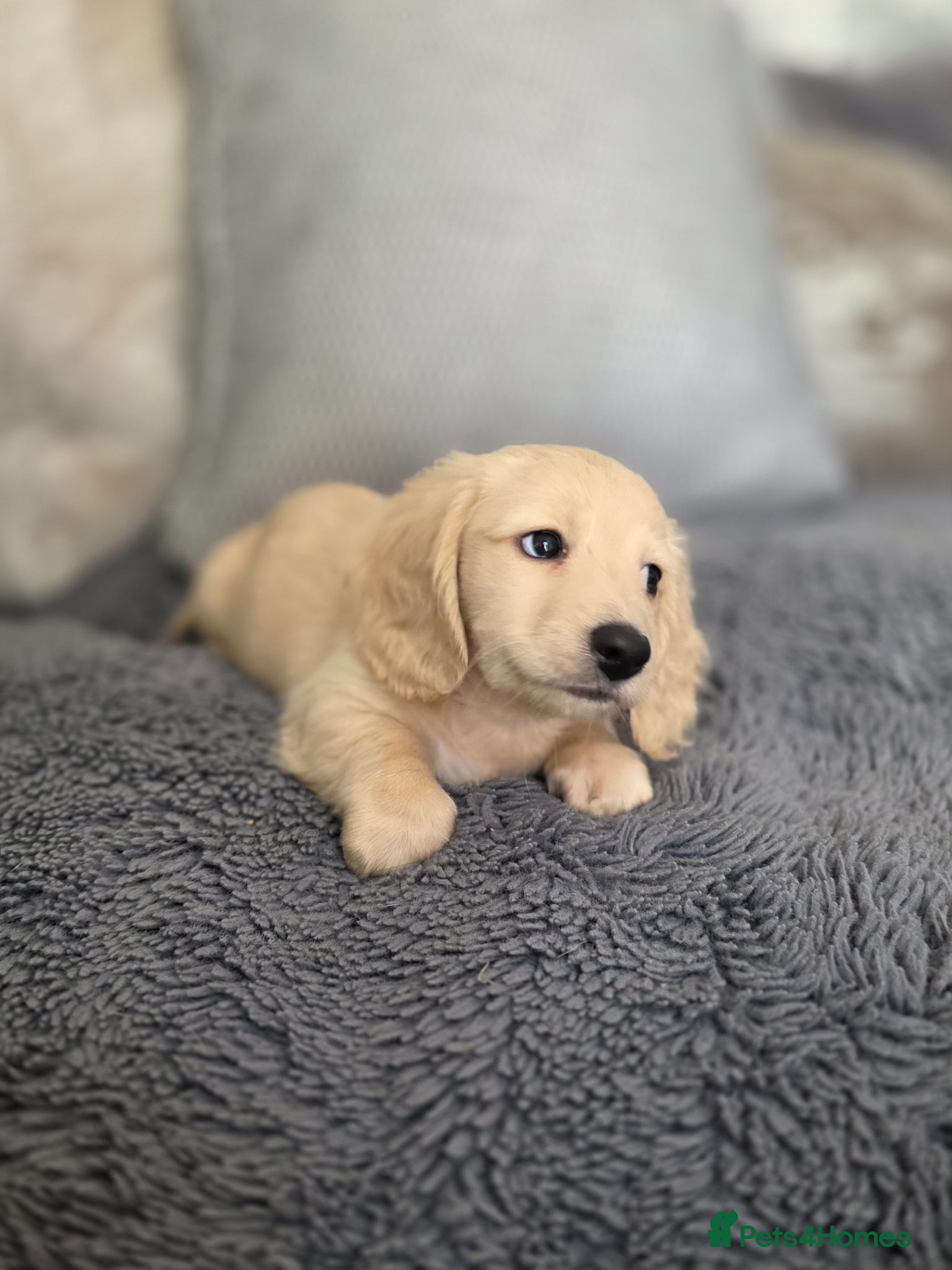 Miniature Dachshund dogs Cream Miniature long-haired  - Advert 4