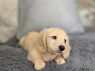 Miniature Dachshund dogs Cream Miniature long-haired - Advert 4