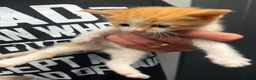 Mixed Breed cats for sale: Gorgeous kittens  in Bristol - Advert 3
