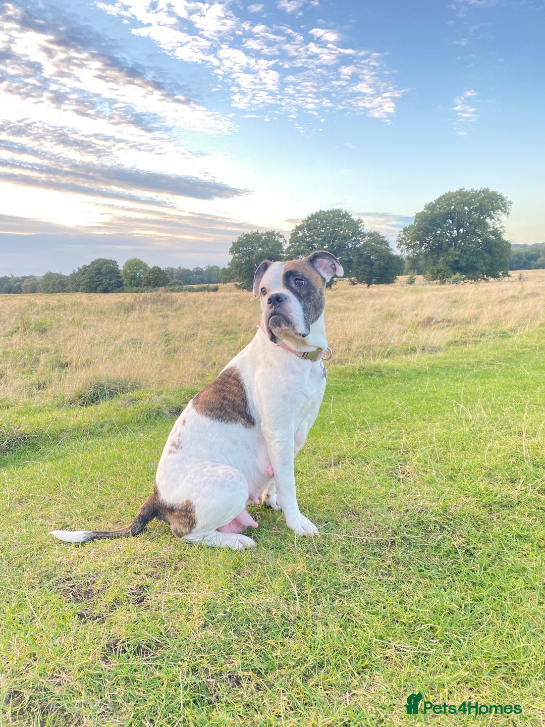 Old Tyme Bulldog dogs for sale: Old tyme Bulldog looking for a new home - Advert 5