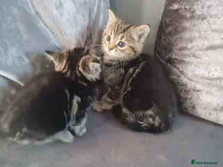 British Shorthair cats Kittens in Leicester - Advert 5