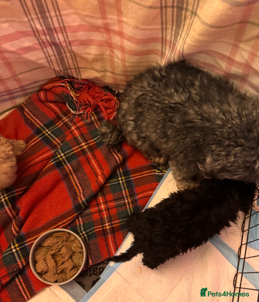 Cavapoo dogs for sale: TOY CAVAPOO PUPPIES  - Advert 7