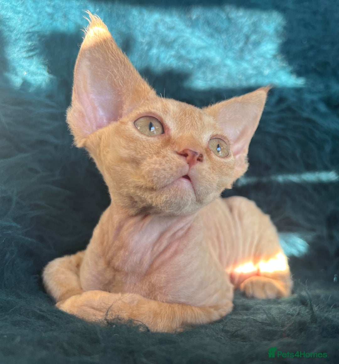 Devon Rex cats for sale: Devon Rex kittens  - Advert 14