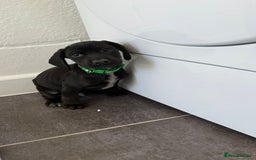 Mixed Breed dogs for sale: 6 beautiful jack russle cross cocker spaniels  - Image 10