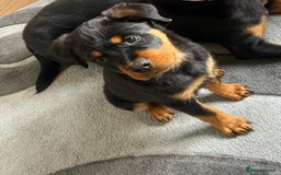Rottweiler dogs for sale: 16 week old Rottweiler for sale  - Image 1