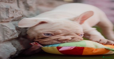 French Bulldog dogs - Advert 12
