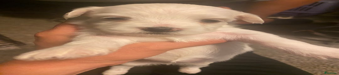 Maltese Puppy 4