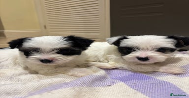 Morkie dogs - Advert 7