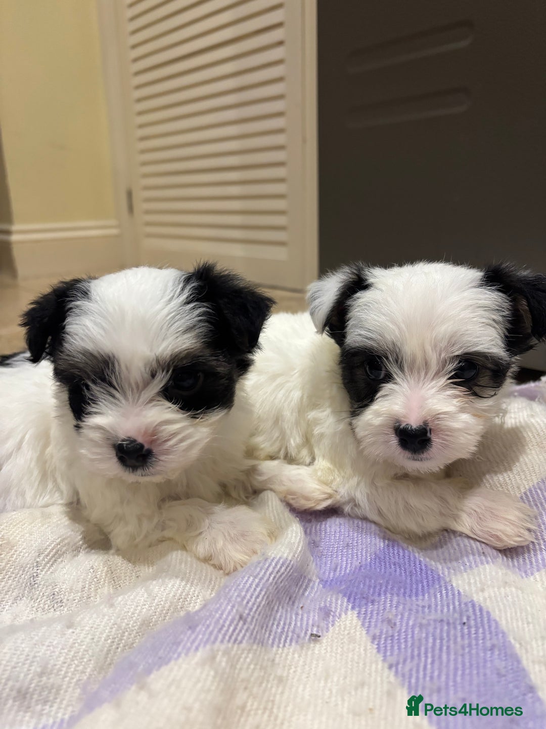 Morkie dogs for sale: 3 little morkies for sale  - Image 2