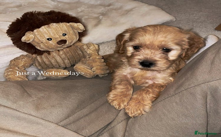 Cockapoo dogs - Advert 1
