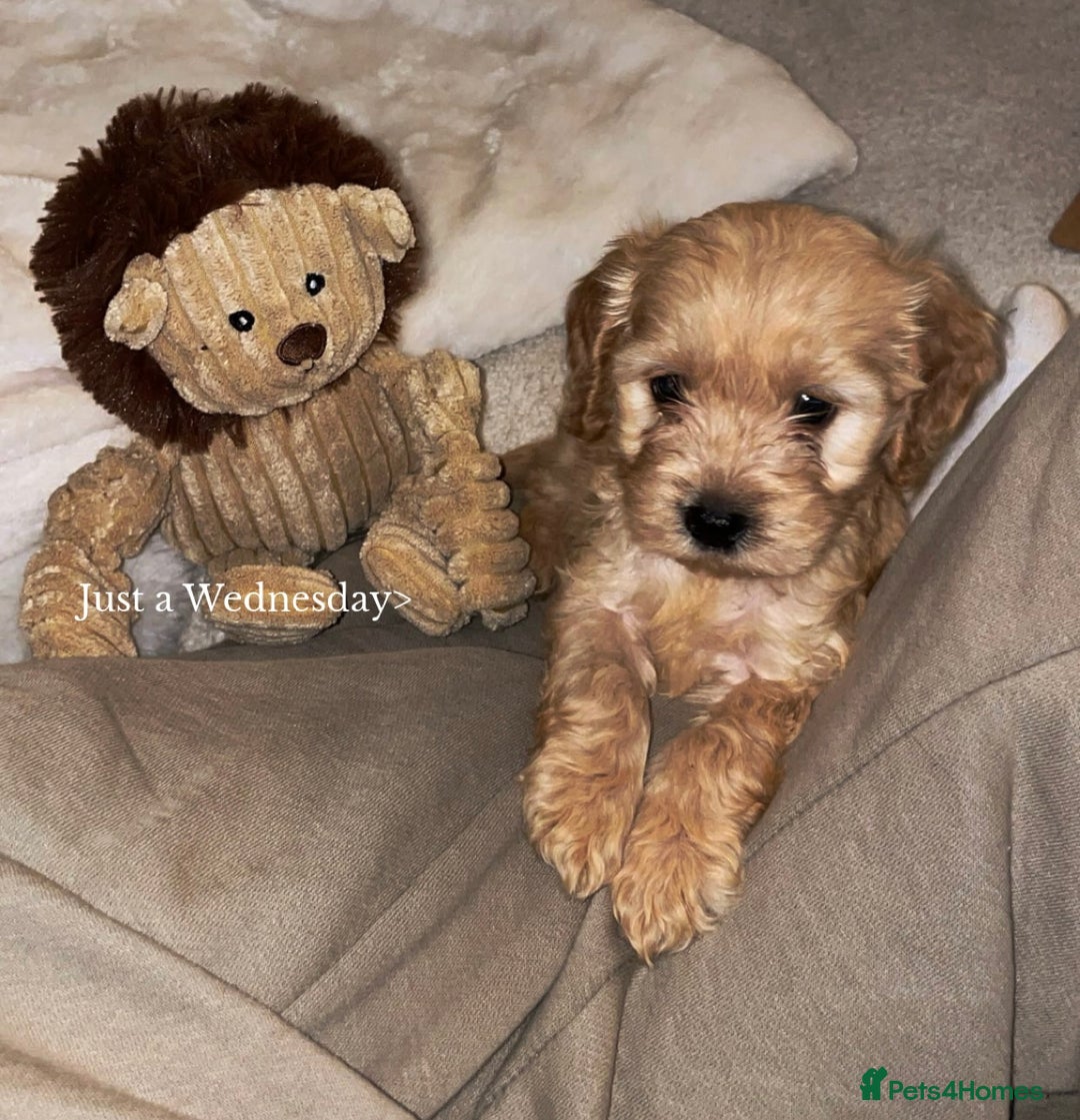 Cockapoo dogs for sale: 11 week old Cockapoo puppy  - Image 1