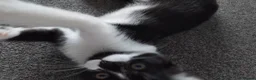 Mixed Breed cats for sale: Girlie - Advert 13