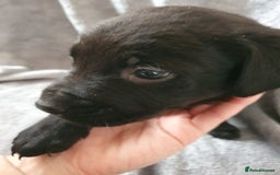 Mixed Breed dogs for sale: Beautiful mixed labrador rottweiler puppies  - Image 11