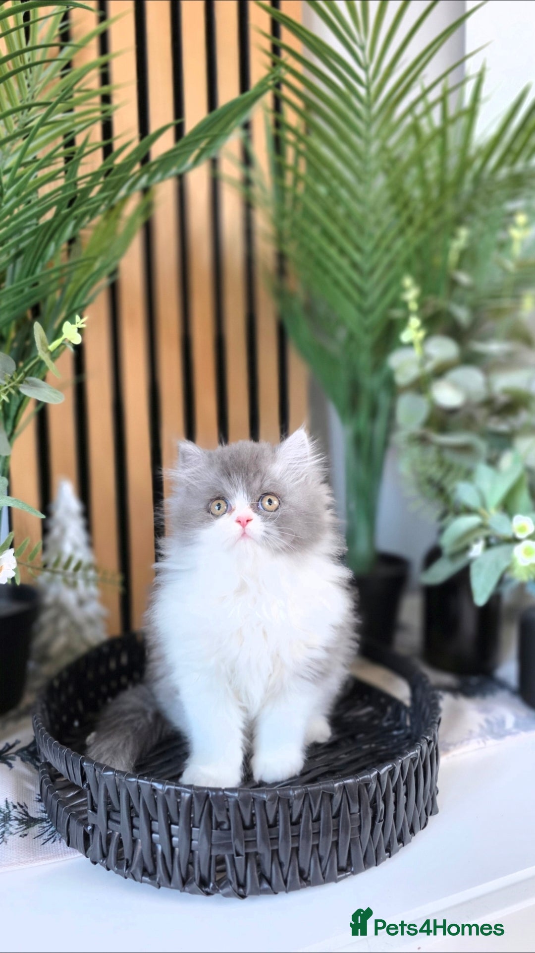 Mixed Breed cats for sale: Beautiful Ragdoll-Persian kittens - Advert 17