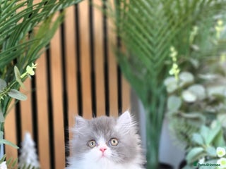 Mixed Breed cats Beautiful Ragdoll-Persian kittens - Advert 1