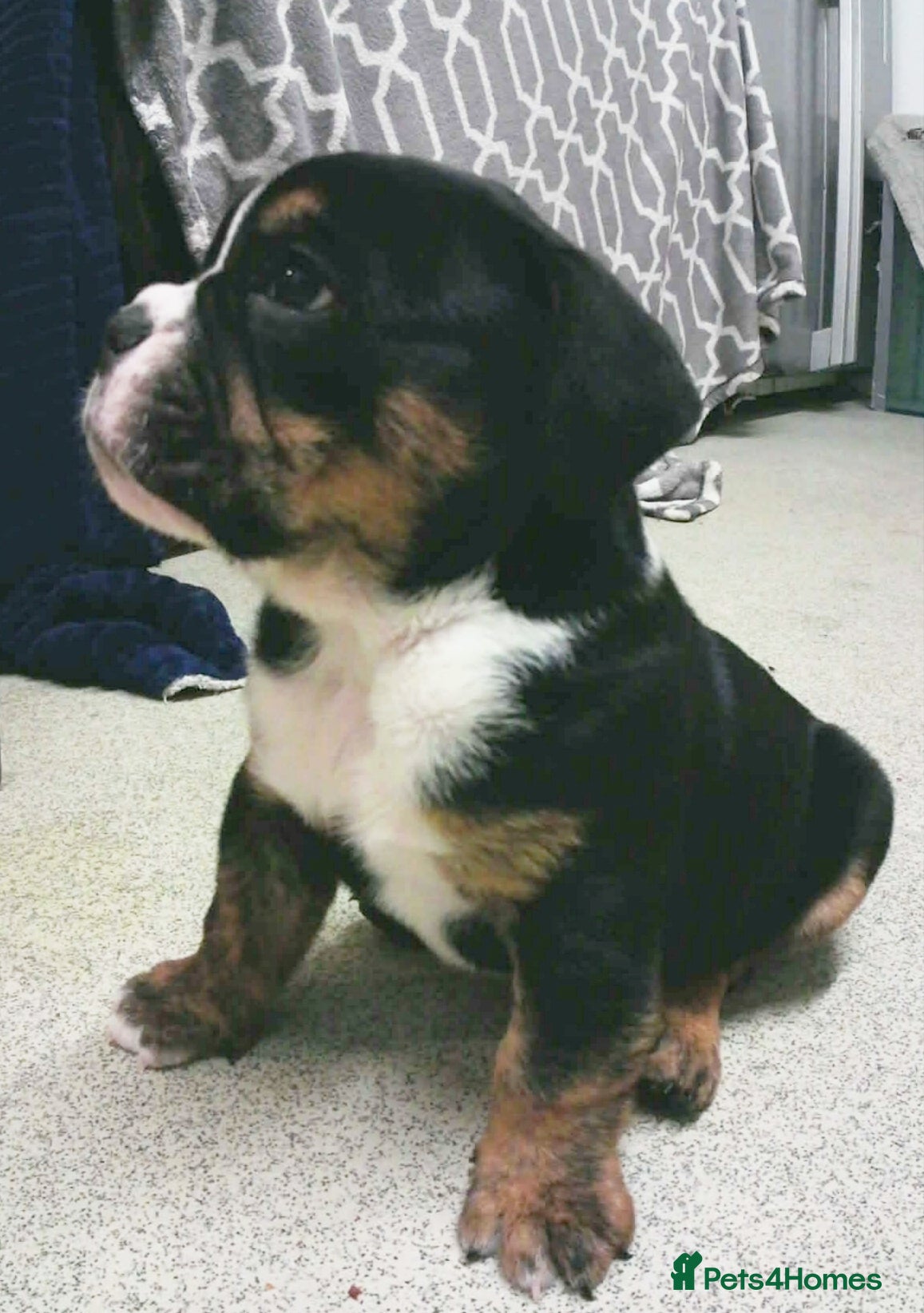 English Bulldog dogs New English bulldog puppies - Advert 5