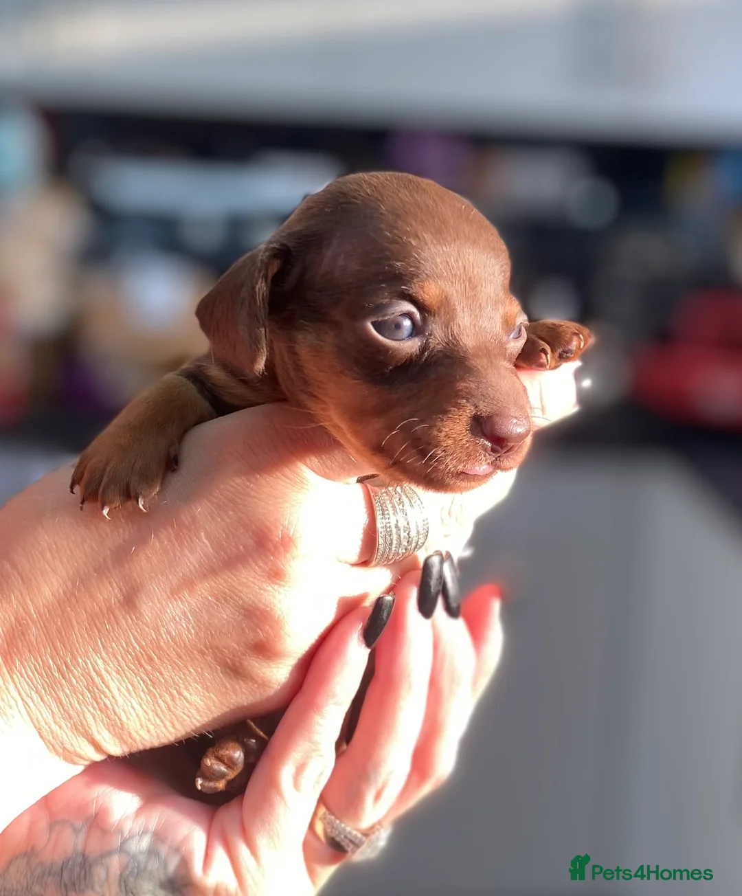 Dachshund dogs for sale: Tweener Dachshunds For Sale in Poole - Advert 9