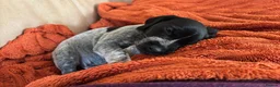 German Shorthaired Pointer dogs for sale: German Shorthaired Pointer - Advert 14