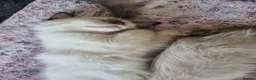 Ragdoll cats for sale: Beautiful loving ragdoll kittens - Advert 11