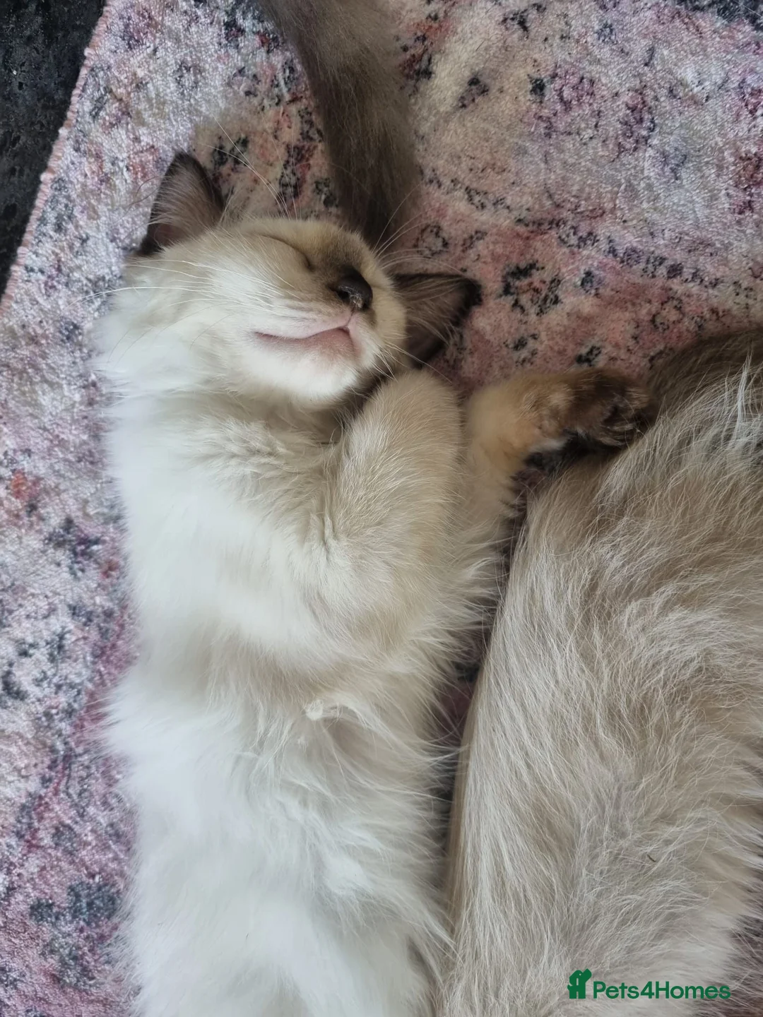 Ragdoll cats for sale: Beautiful loving ragdoll kittens - Advert 11