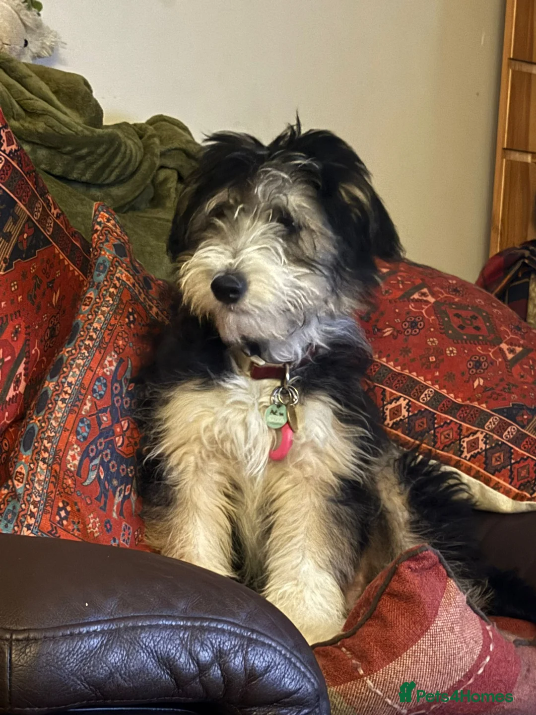 Bearded Collie dogs for stud: Working Bearded Collie for Stud. - Advert 9