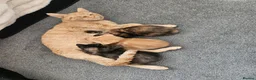 Mixed Breed cats for sale: Beautiful mixed ginger calico kittens for sale - Advert 6