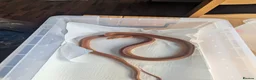Corn Snake reptiles for sale: Free to good home. - Advert 1
