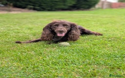 Cocker Spaniel dogs for sale: 🐾 Working Cocker Spaniel Puppies 🐾 - Image 10