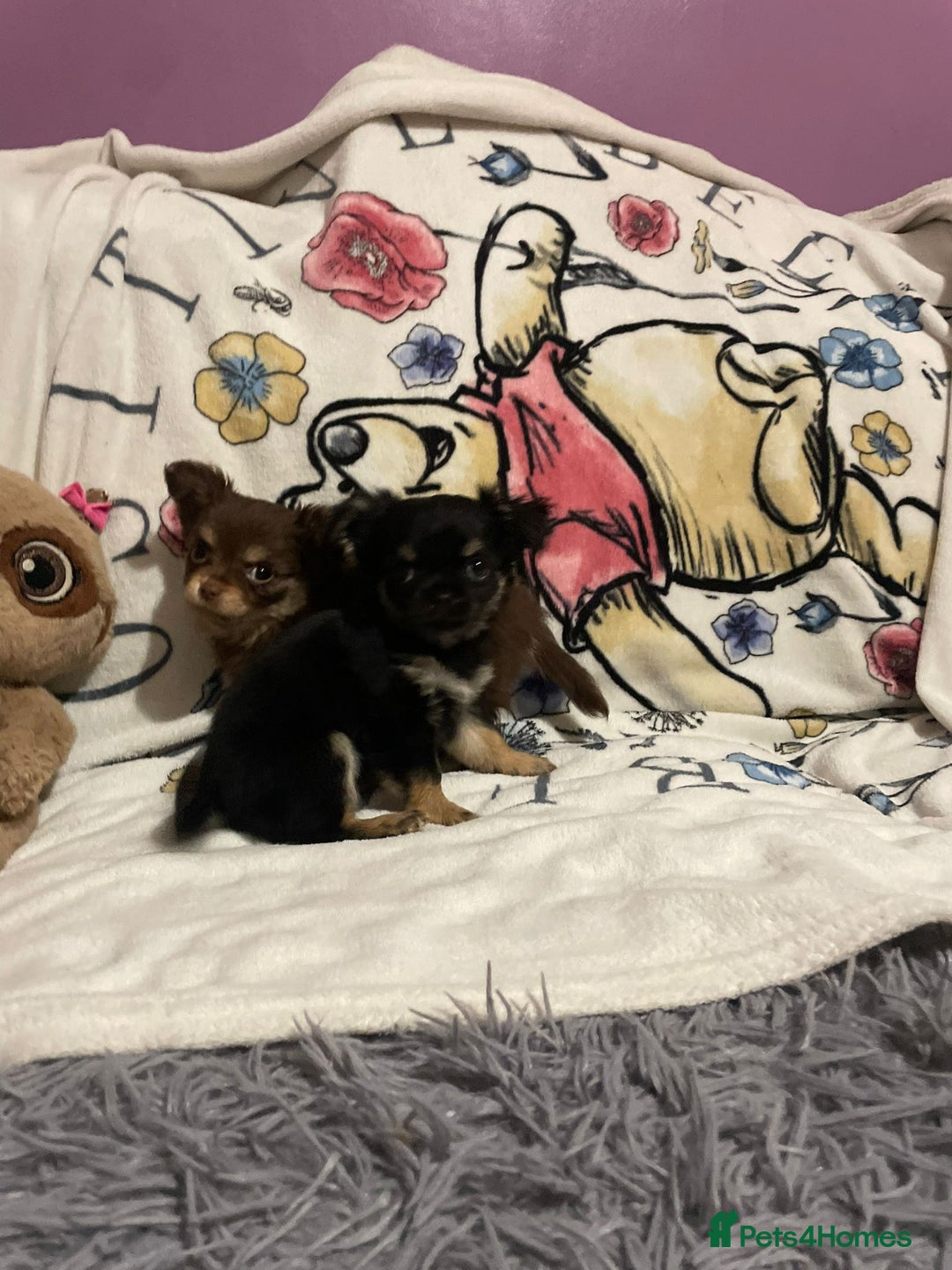 Chihuahua dogs for sale: Beautiful tiny little chihuahua girls - Advert 6