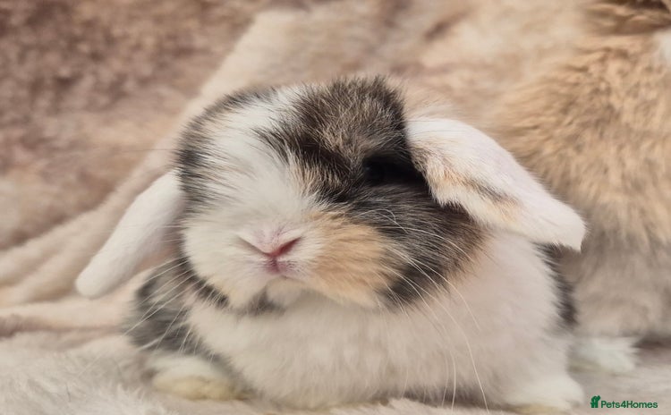 Mini Lop rabbits Mini lops various age and price see description.  - Advert 2