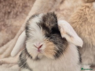 Mini Lop rabbits Mini lops various age and price see description. - Advert 2
