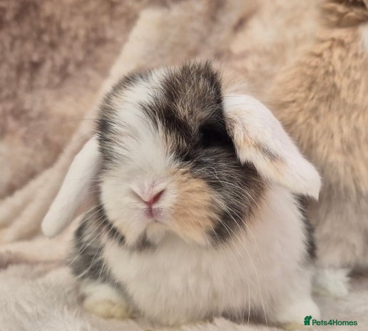 Mini Lop rabbits Mini lops various age and price see description. - Advert 3