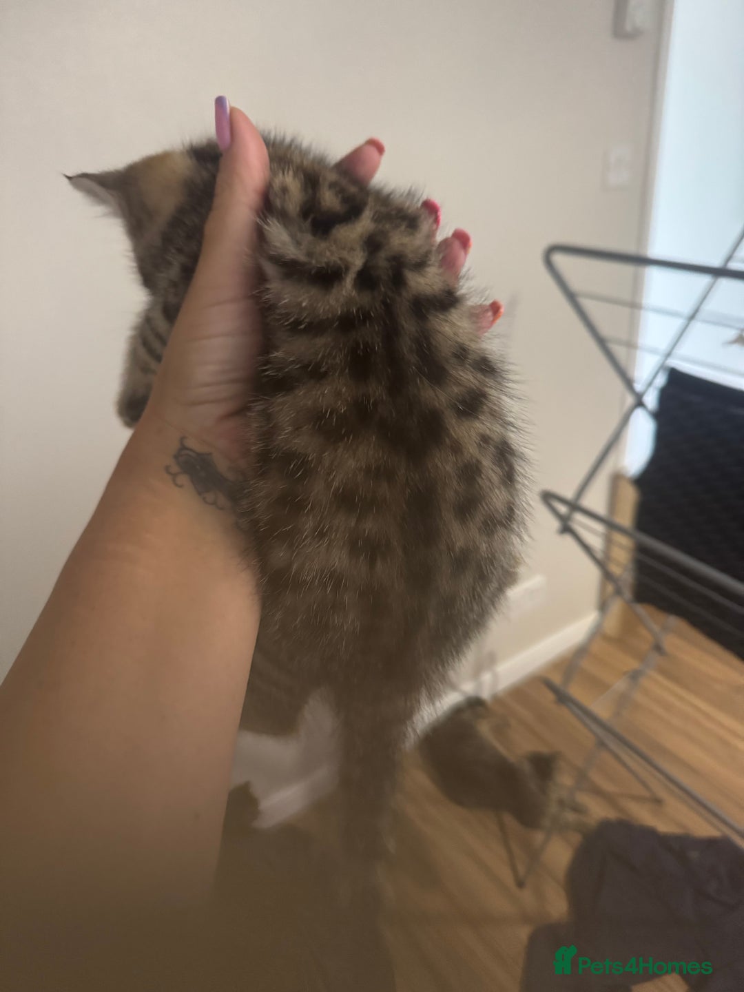 Mixed Breed cats for sale: 2 kittens looking for their forever homes - Image 10