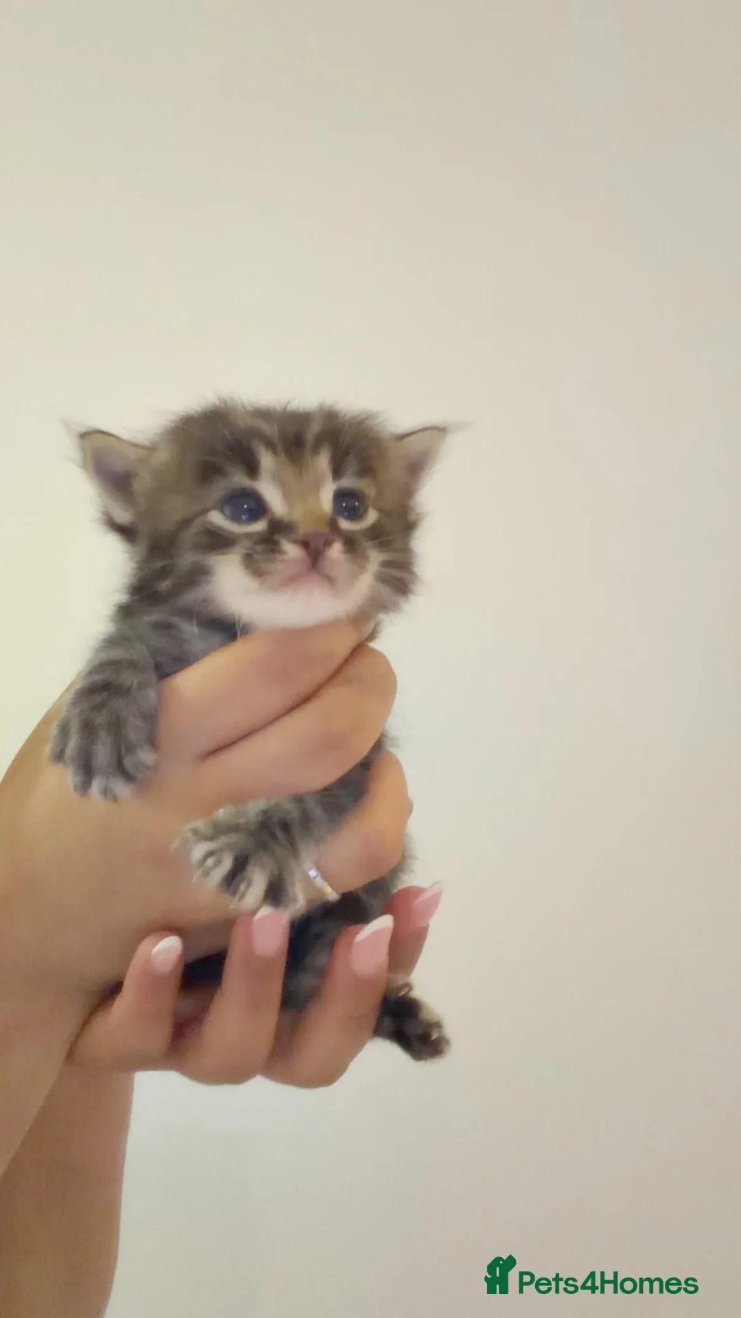 Ragdoll cats for sale: Beautiful Ragdoll x Siberian Kittens - Advert 1
