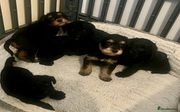 Miniature Schnauzer dogs for sale: 🐾🤎🐶Cavaschnauzer-Pups🐶🤎🐾 - Image 5