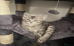 Ragdoll cats for stud: Bluepoint ragdoll stud  in Milton Keynes - Image 26