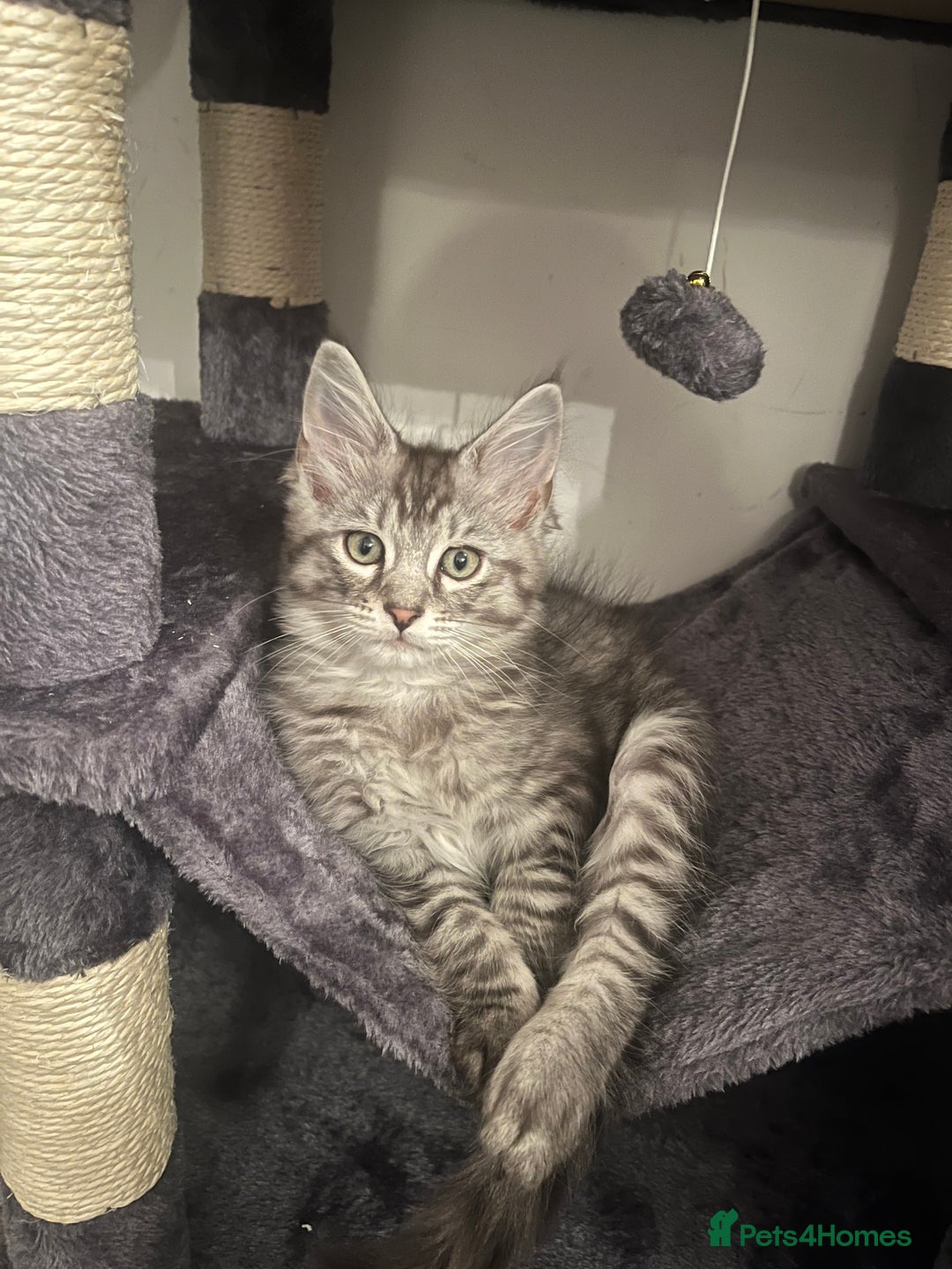 Ragdoll cats for stud: Bluepoint ragdoll stud  in Milton Keynes - Image 26