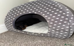 Rottweiler dogs for sale: LAST PUPS REMAINING. READY TO LEAVE  - Image 38