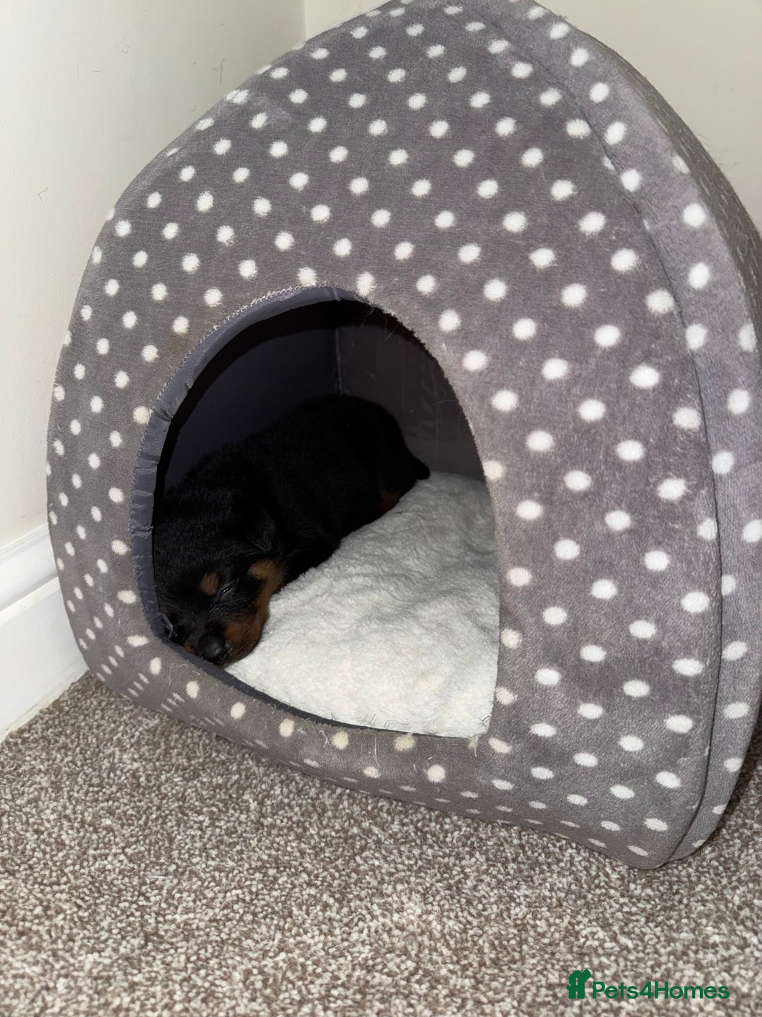 Rottweiler dogs for sale: LAST PUPS REMAINING. READY TO LEAVE  - Image 38
