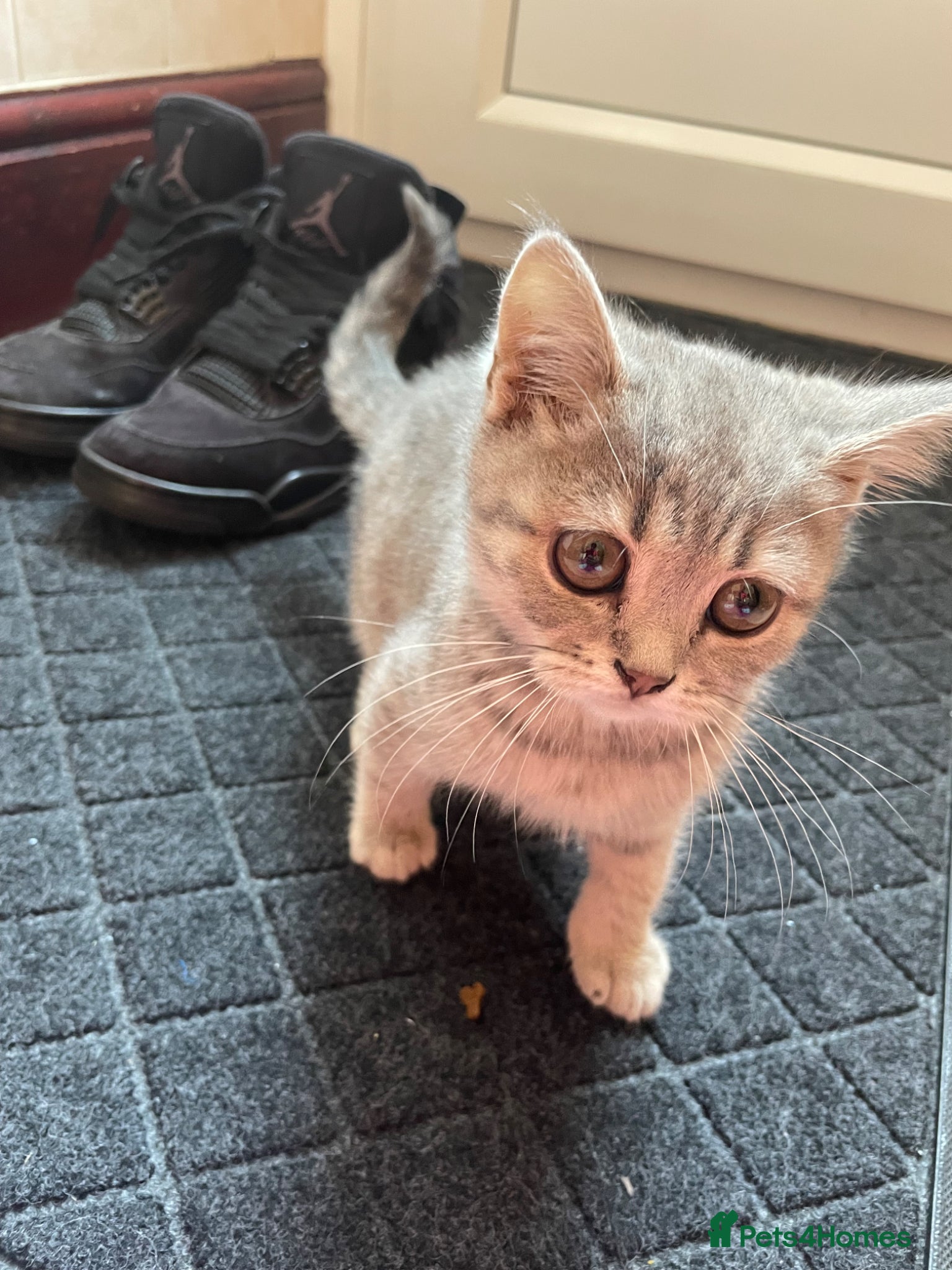 British Shorthair cats for sale: Grey stripe British short hair kitten - Advert 4